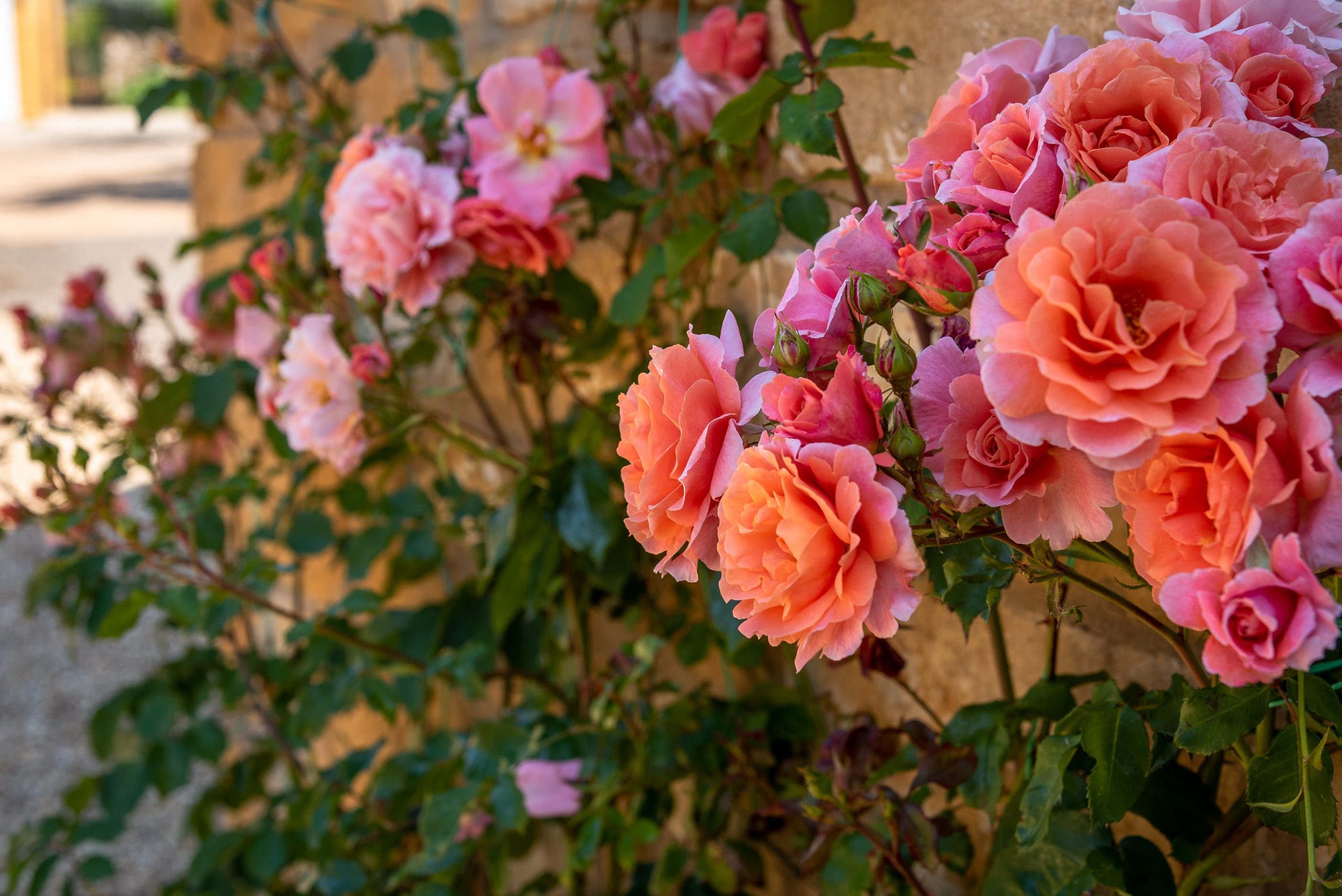 Lockdown Easing – Time to Refresh Those Photos